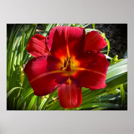 リリー、 ポスター