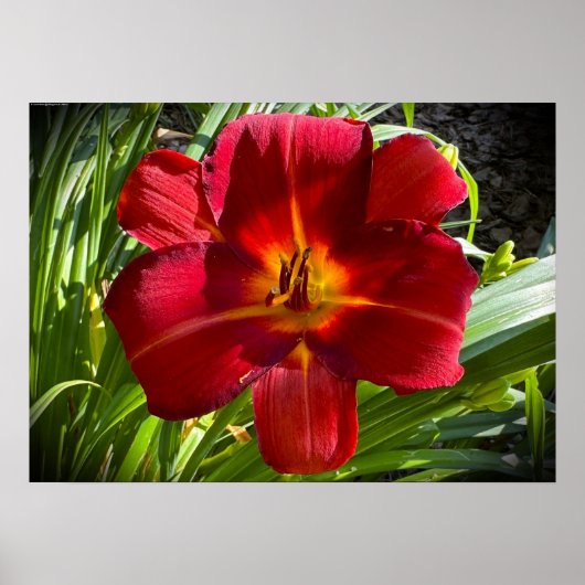 リリー、 ポスター (正面)