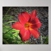 リリー、 ポスター (正面)