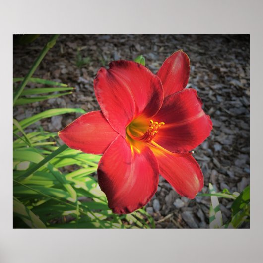 リリー、 ポスター (正面)