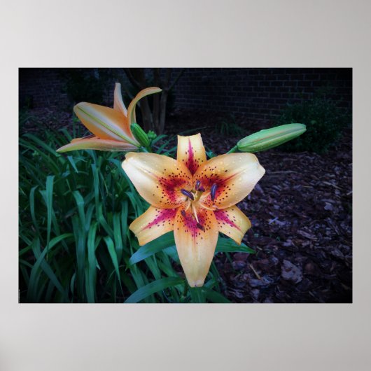 リリー、 ポスター (正面)