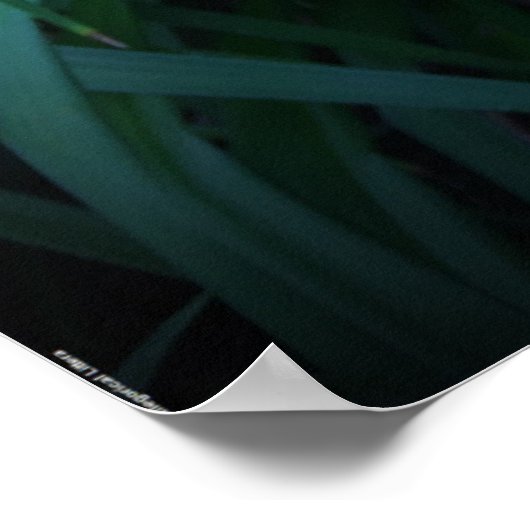 リリー、 ポスター (角)