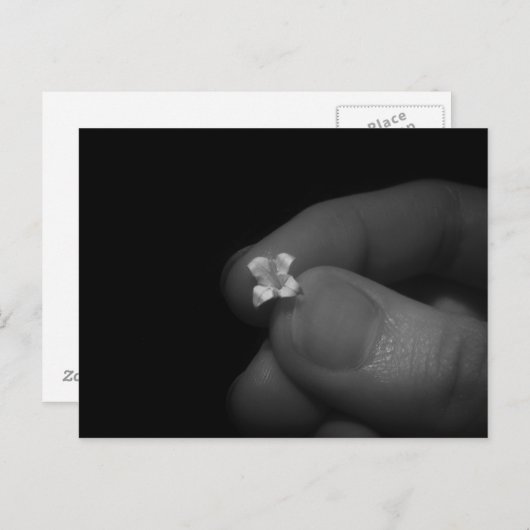 リリー ポストカード (正面/裏面)