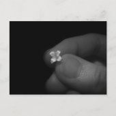 リリー ポストカード (正面)