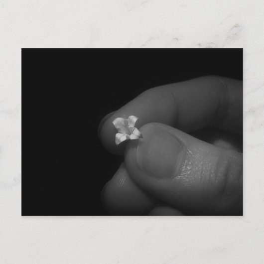 リリー ポストカード (正面)