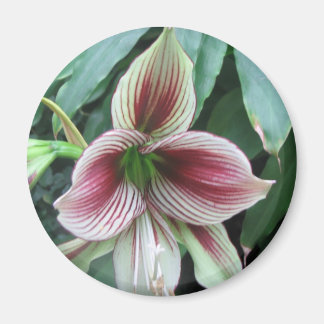 リリー マグネット