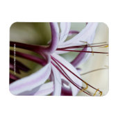 リリー マグネット (横)