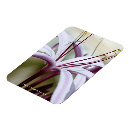 リリー マグネット (左側)