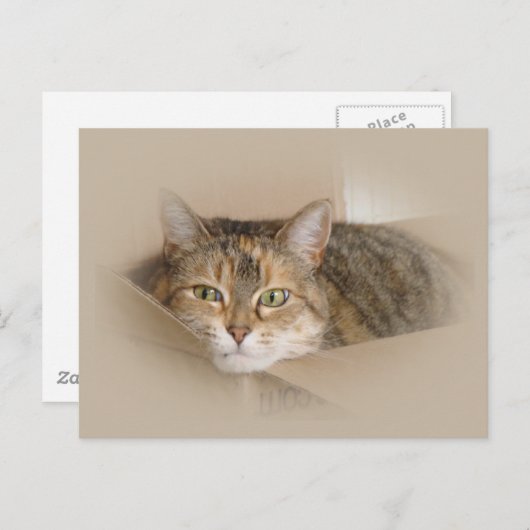 リリー#2 ポストカード (正面/裏面)