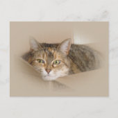 リリー#2 ポストカード (正面)