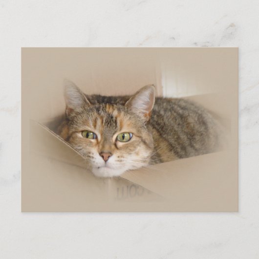 リリー#2 ポストカード (正面)