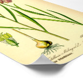 リリ市松模様にー(Fritillaria meleagris) ポスター (角)