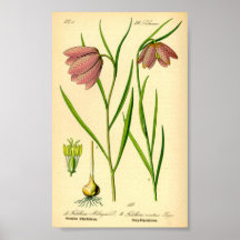 リリ市松模様にー(Fritillaria meleagris)