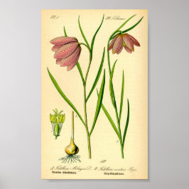 リリ市松模様にー(Fritillaria meleagris) ポスター