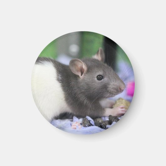 リルラット マグネット (正面)