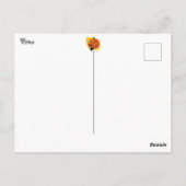 リル・カボチャ・ヘッド ポストカード (裏面)