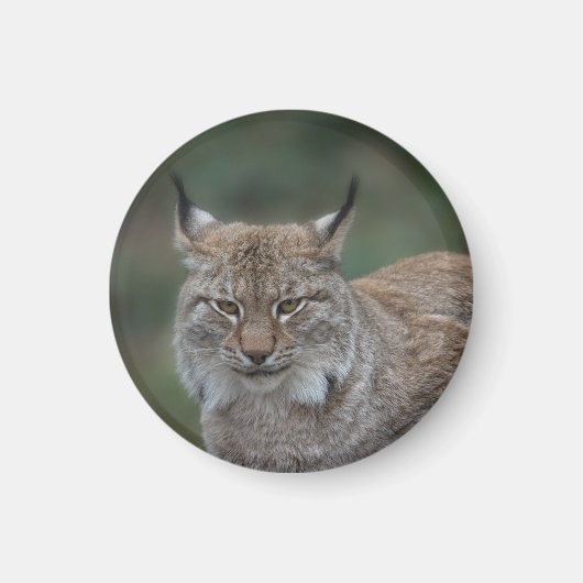 リンクスあなたを見て マグネット (正面)