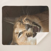 リンクスおっちょこちょいの シェルパブランケット (正面(横))