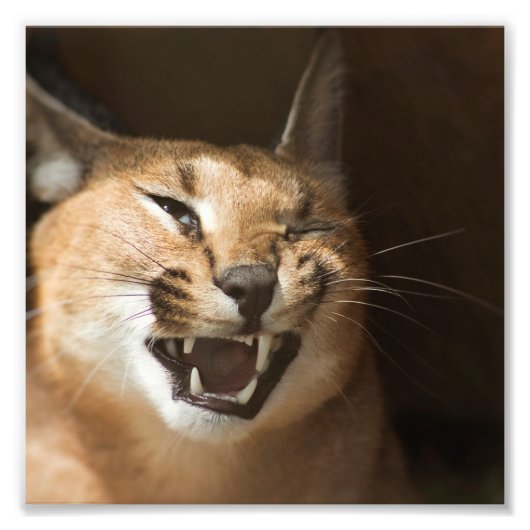 リンクスおっちょこちょいの フォトプリント            (正面)