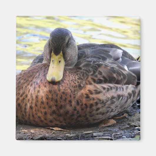 リンクス湖水鳥 マグネット (正面)