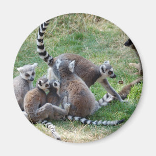 リングによって後につかれるlemur家族 マグネット