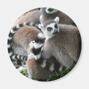 リングによって後につかれるLemursの磁石 マグネット