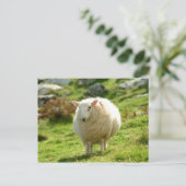 リングや輪のケリーシープ ポストカード (スタンド正面)