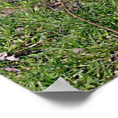 リングや輪の尾のキツネザルの芝生ポストカードT-Shirに座る ポスター (角)