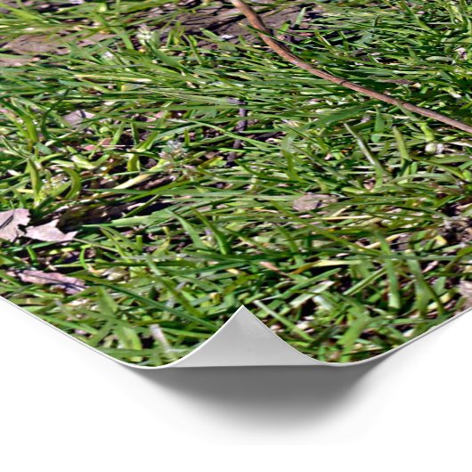 リングや輪の尾のキツネザルの芝生ポストカードT-Shirに座る ポスター (角)