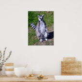 リングや輪の尾のキツネザルの芝生ポストカードT-Shirに座る ポスター (キッチン)