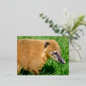 リングや輪の尾を持つコアティの草の中 箔シーズンポストカード (立ち正面)