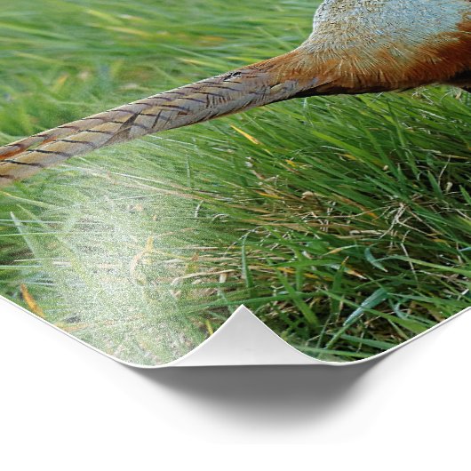 リングや輪の首を取った雉が道路を横切る フォトプリント (角)