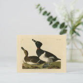 リングや輪の首を持つアヒル(オードボン・バードズ・オブ・アメリカ) ポストカード (スタンド正面)