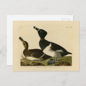 リングや輪の首を持つアヒル(オードボン・バードズ・オブ・アメリカ) ポストカード (正面/裏面)