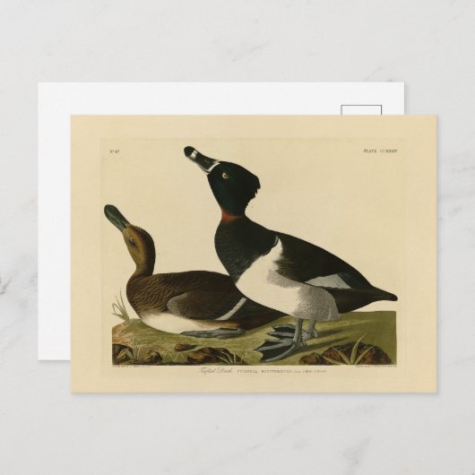 リングや輪の首を持つアヒル(オードボン・バードズ・オブ・アメリカ) ポストカード (正面/裏面)