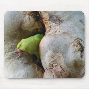 リングや輪の首を持つオウム,鳥,自然 マウスパッド
