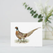 リングや輪の首を持つキジはフォン・ライト兄弟による ポストカード (スタンド正面)