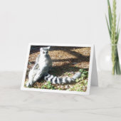 リングや輪オオキツネザル（脚が交差） カード (正面)