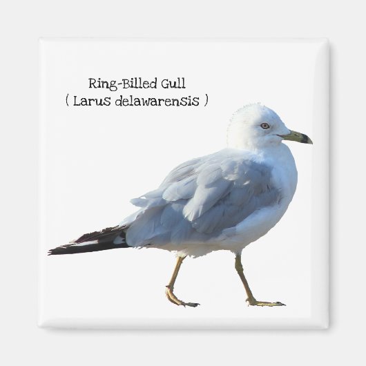 リングや輪クマモメ マグネット (正面)