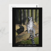 リングや輪テイルムールドルシラスパーク ポストカード (正面/裏面)