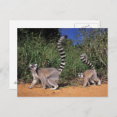 リングや輪テイルルムルス（レムールカッタ）、ベレンティ ポストカード (正面/裏面)