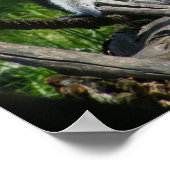 リングや輪テールキツネザル ポスター (角)