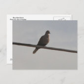 リングや輪ネックドーブ ポストカード (正面/裏面)