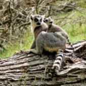 リングや輪側雑音 キーホルダー
