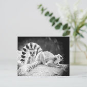 リングや輪尾キツネザル葉書 ポストカード (スタンド正面)