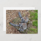 リングや輪尾キムール#1はがき ポストカード (正面/裏面)