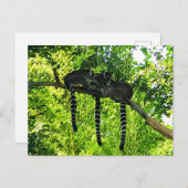 リングや輪尾キムール#3はがき ポストカード (正面/裏面)