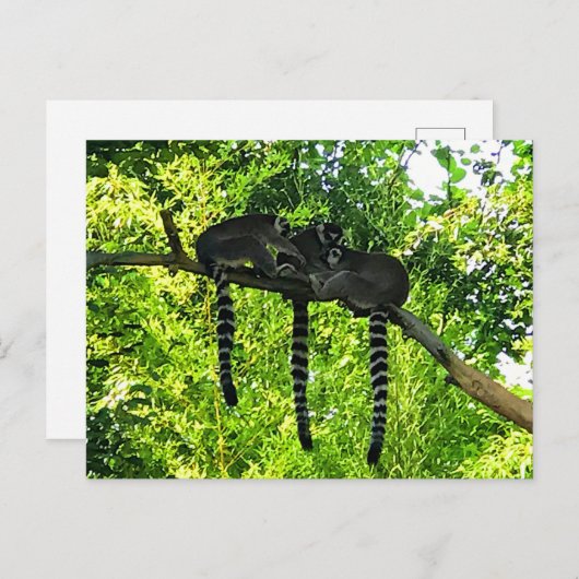 リングや輪尾キムール#3はがき ポストカード (正面/裏面)