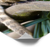 リングや輪尾コアティオンブランチ ポスター (角)