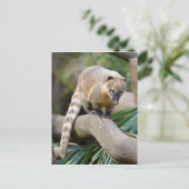 リングや輪尾コアティオンブランチ ポストカード (スタンド正面)